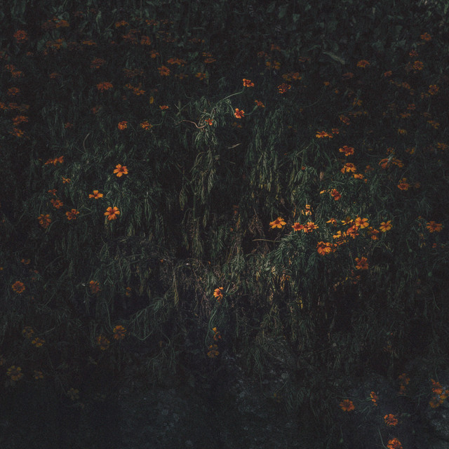 Compro Oro "Estarantos" LP Color