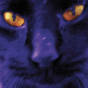 David Kilgour & The Heavy Eights "Bobbie's A Girl" LP