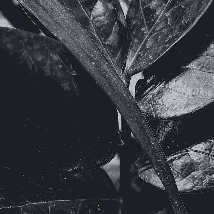 Fe Baido "Fase" Cassette