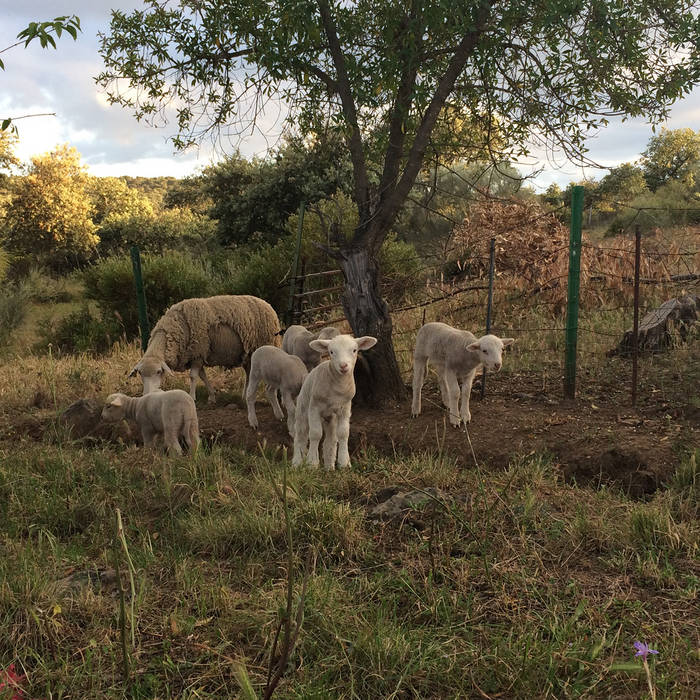 Josephine Foster "No harm done" LP