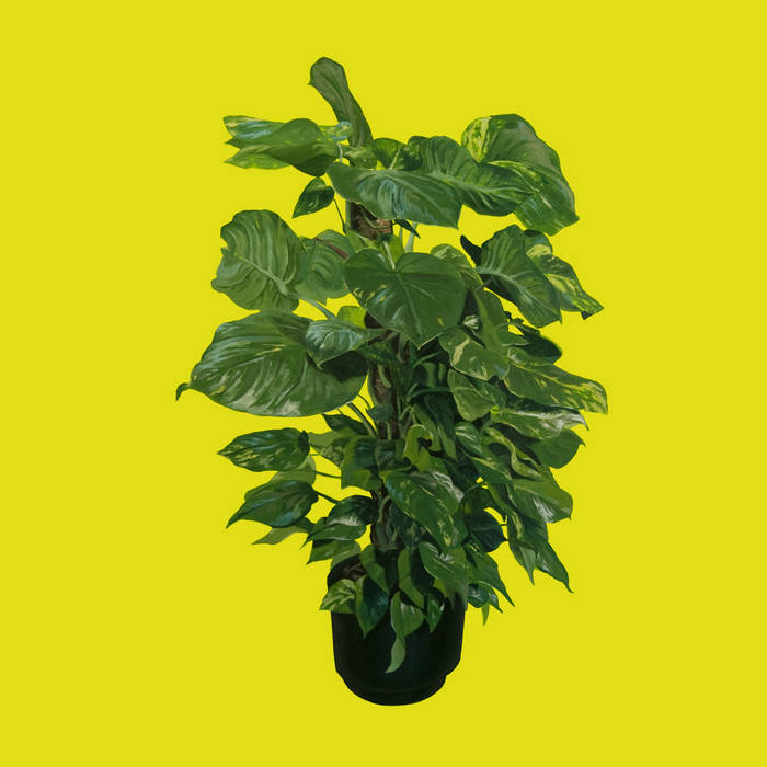 Kiev Cuando Nieva "Parece doble" LP