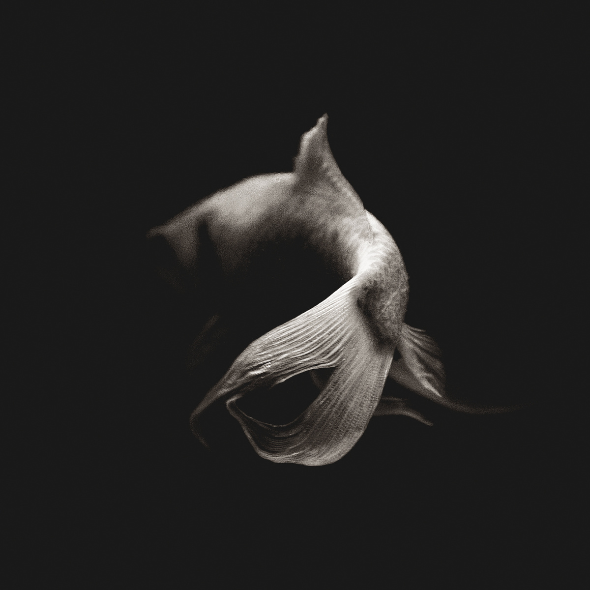 Maria Coma "Celesta" LP