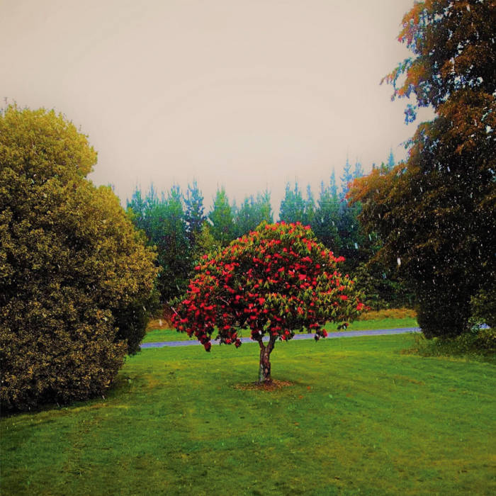 The Bats "Foothills" LP