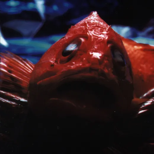 Usura "Hake Romana" LP