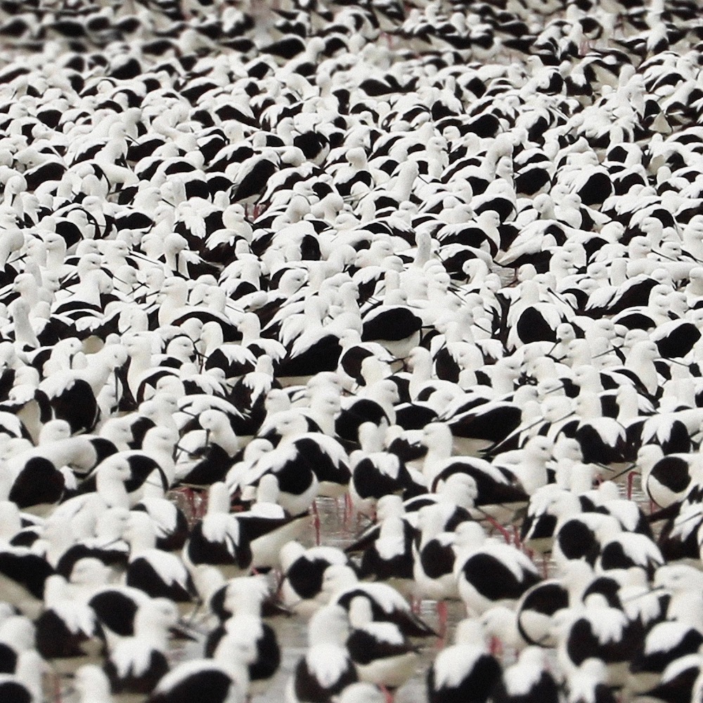 Stella Donnelly "Flood" Red LP